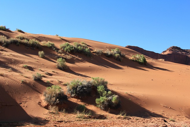 dune buggy