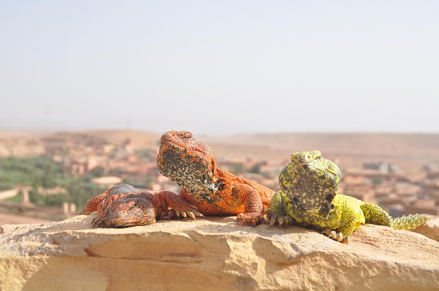Pickup-Inclusive Off-Road Adventures: Dune Buggies in Dubai’s Desert