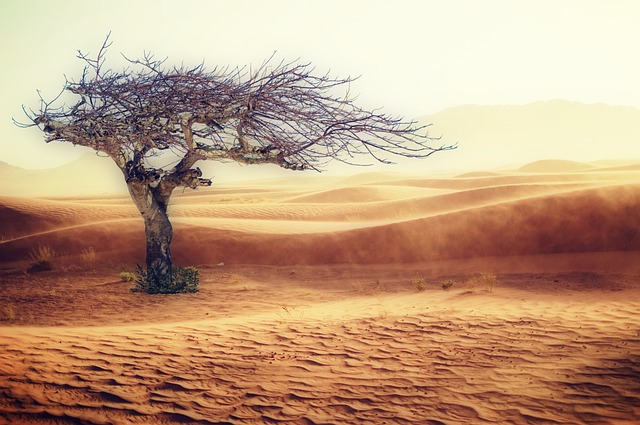 Dune Buggy Tours in Business Bay: An Exciting Pickup-Friendly Adventure