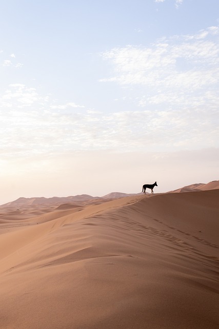 dune buggy dubai