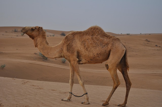 dune-buggy-dubai-640x480-94703531.jpeg