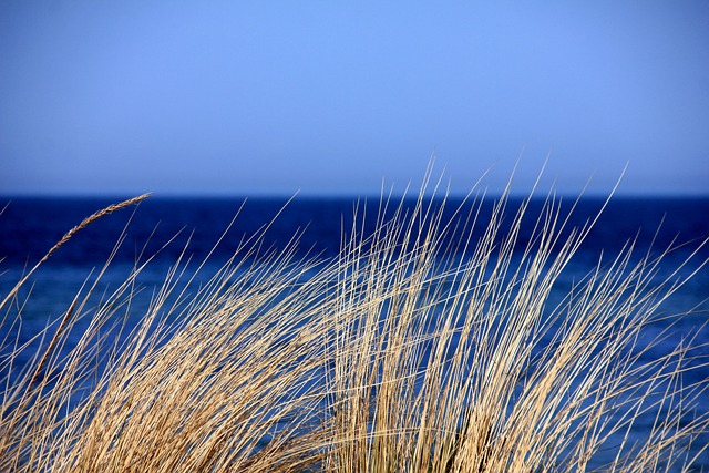 dune-buggy-the-meadows-640x480-54827377.jpeg