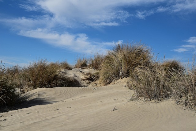Dune Buggy Tours