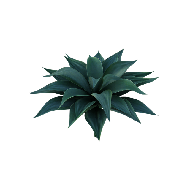 Eco-Friendly Desert