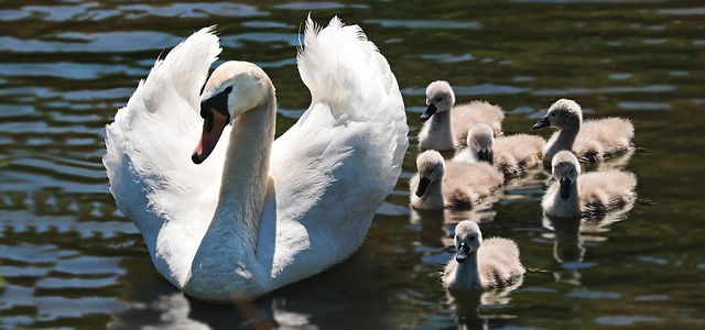 Family Tour Packages