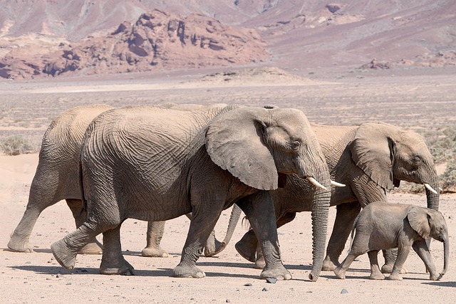 friends-group-desert-640x480-21091770.jpeg