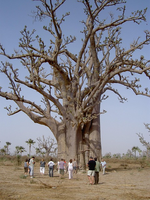 Friends Group Desert
