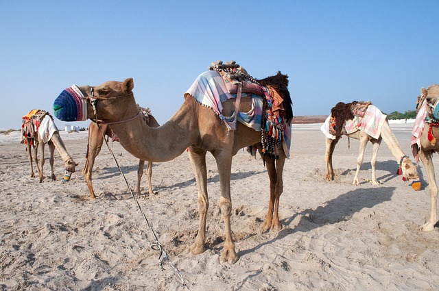 Friends Group Desert