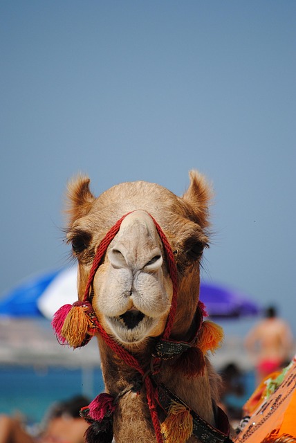 jbr beach dubai