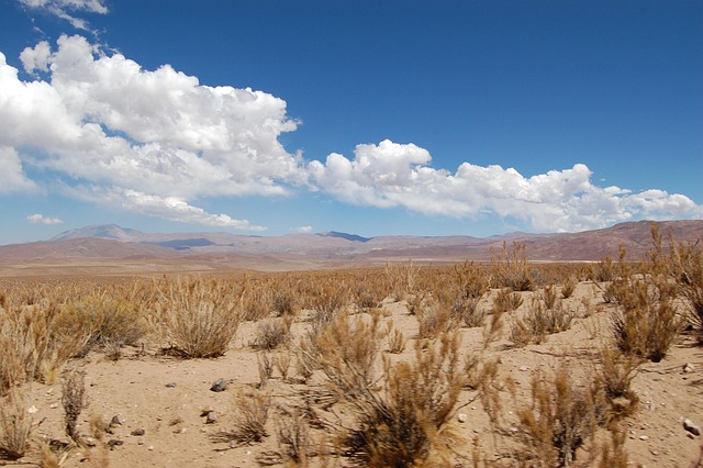 Kids-Friendly Desert