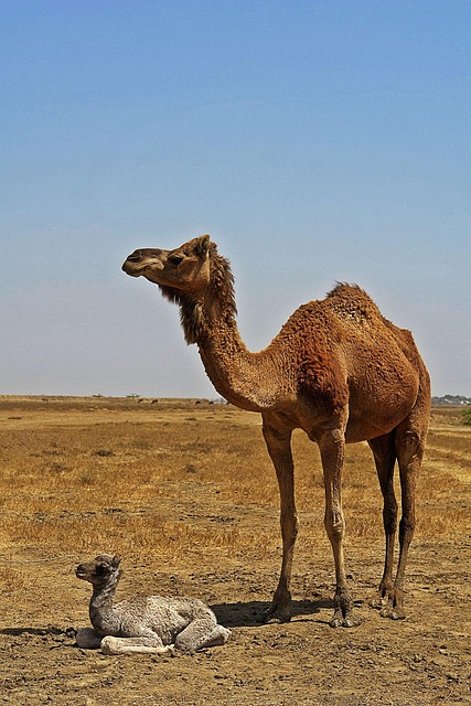 Kids-Friendly Desert
