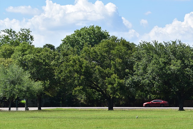 limousine rental