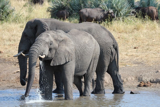 Unveiling Exclusive 4×4 Desert Tours: Luxury Safaris in Dubai’s Untamed Beauty