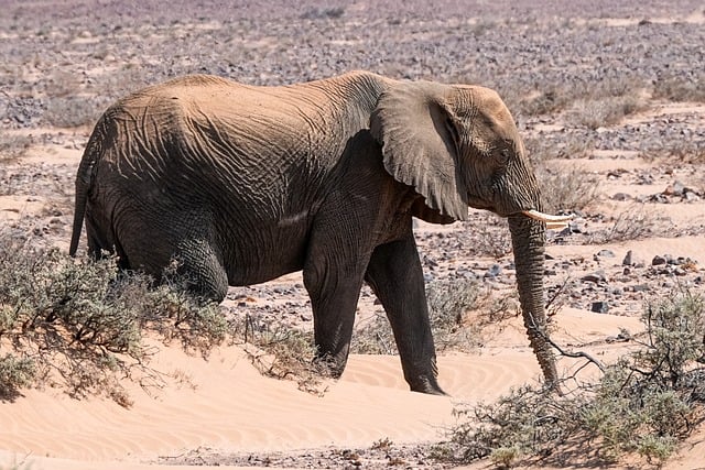 luxury-desert-safari-640x480-46718068.jpeg