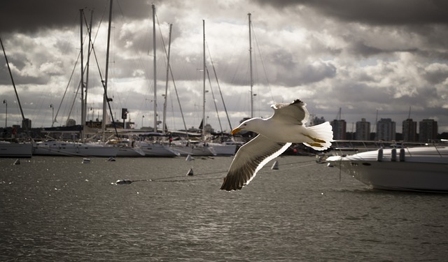 marina-cruise-640x480-64417465.jpeg