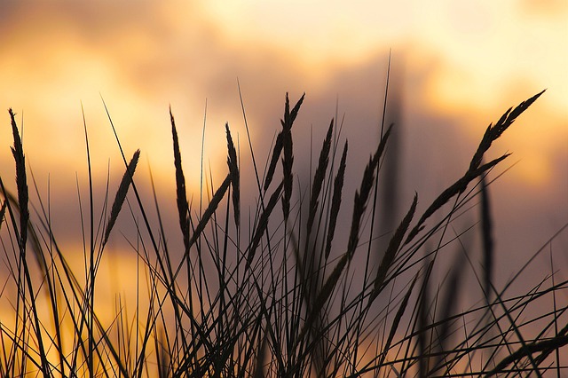 Discover Dubai’s Dunes: Top Sunrise Dune Buggy Trails for Morning Adventures
