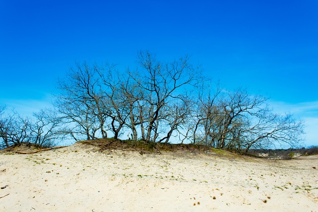 Polaris Dune