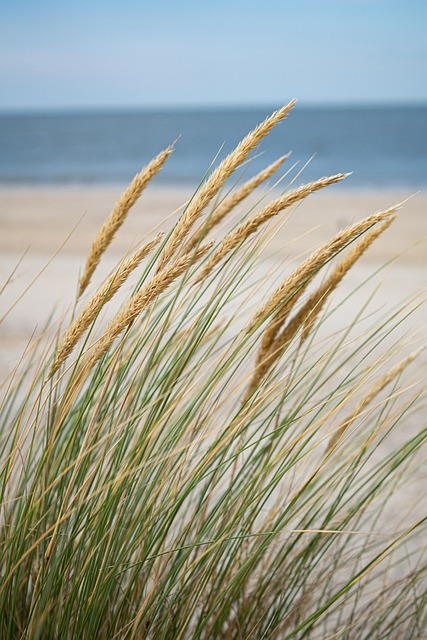 Polaris Dune