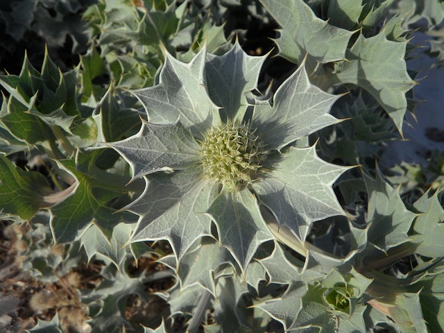 Polaris Dune