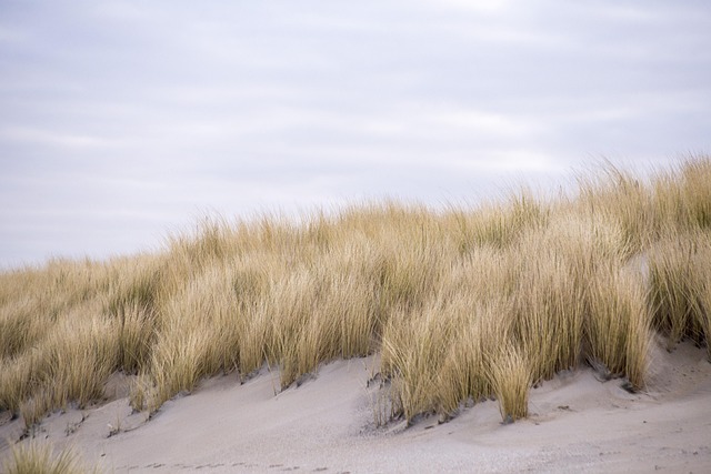 Polaris Dune