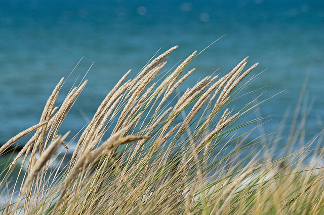Polaris Dune