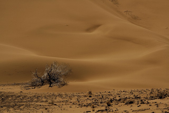 premium desert