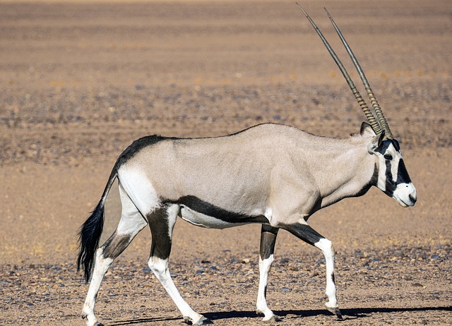 premium desert