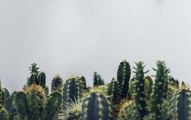 Private Desert