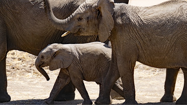 Dubai’s Luxury Safari Packages: Rates, Types & Booking Tips