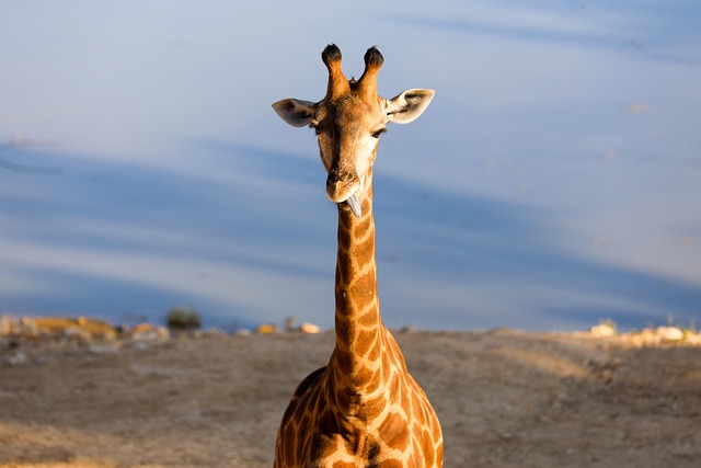 Unveiling Dubai’s Private Desert Safari Cost: Factors and Tips for Travelers