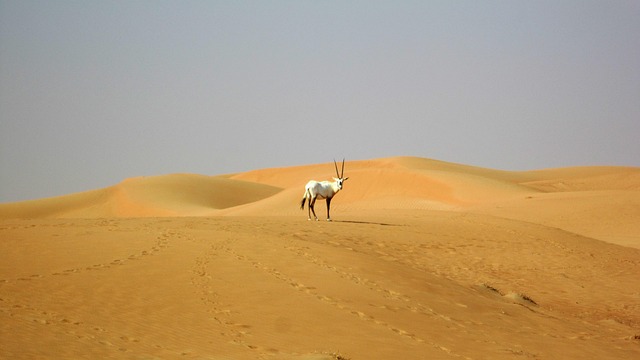 quad dubai desert