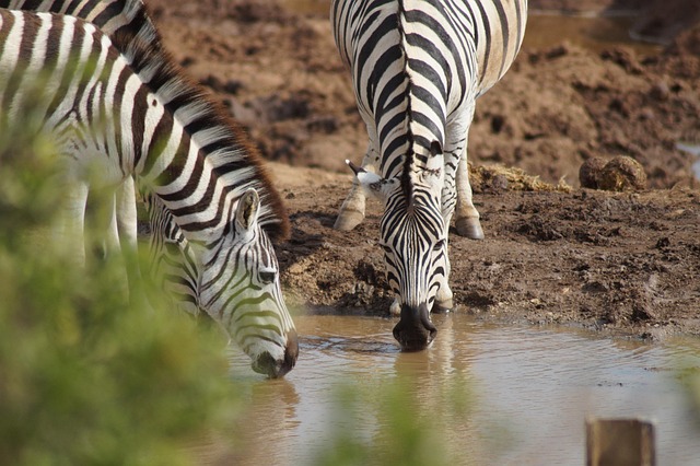 quad-safari-640x480-34371473.jpeg