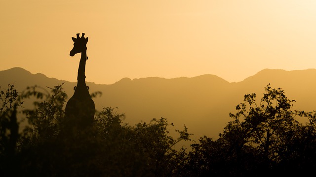 Quad Safari Dubai: Explore the Desert’s Wonders Safely