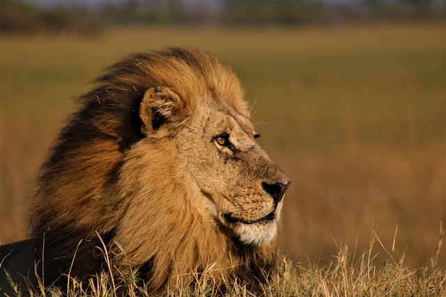 quad-safari-640x480-45357388.jpeg