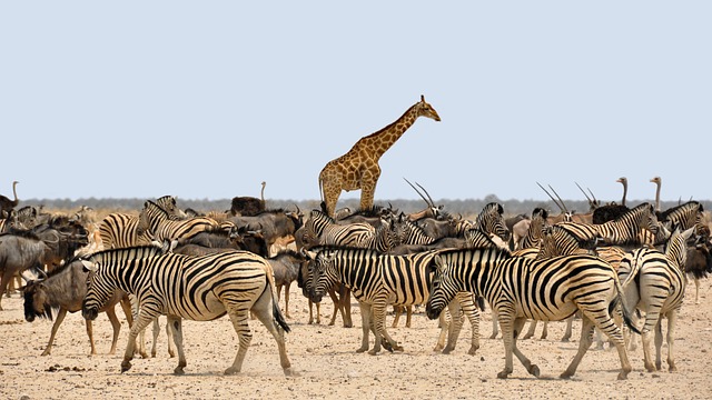 quad safari