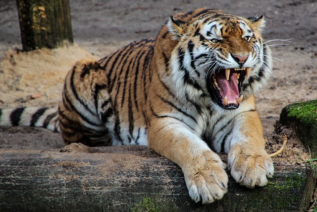 quad-safari-640x480-65346864.jpeg