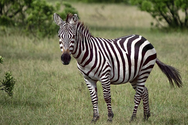 Safari