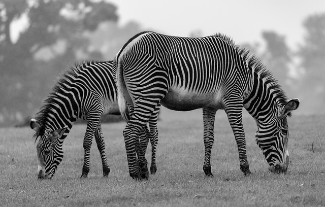 safari-640x480-14212786.jpeg
