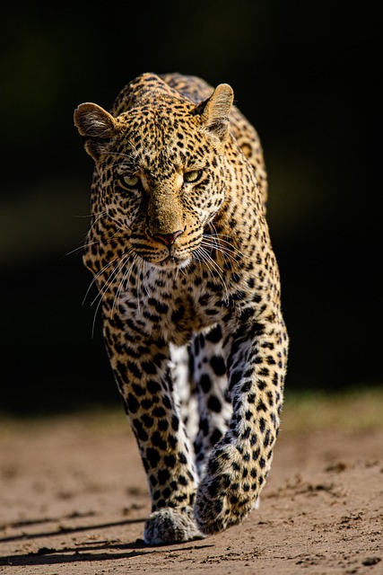 Safari