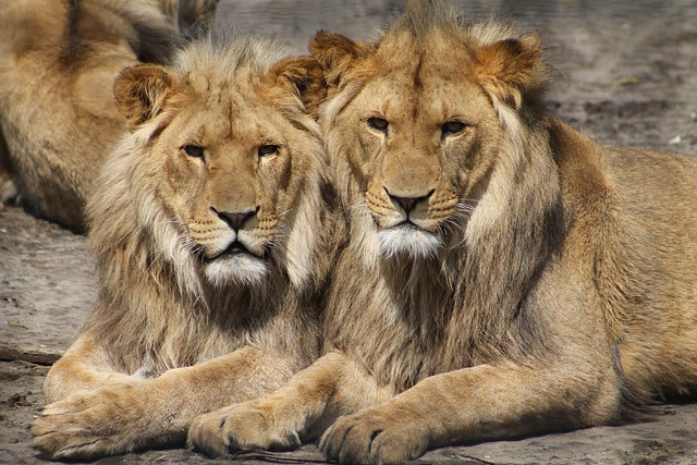 safari-640x480-1522363.jpeg