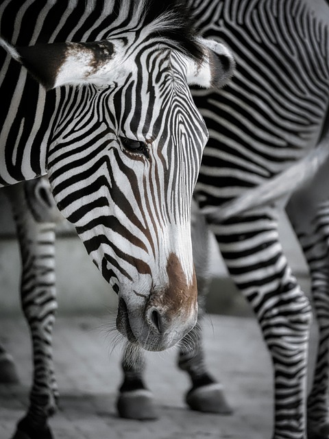 Safari