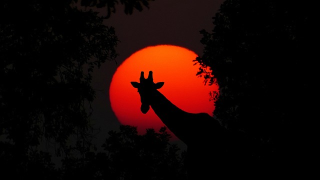 Safari