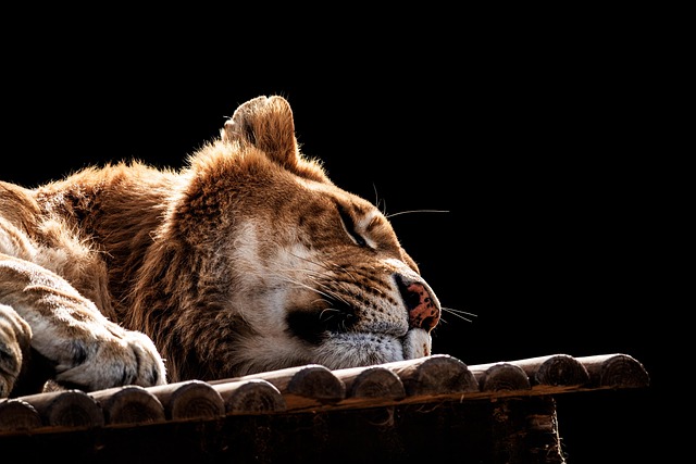 Safari