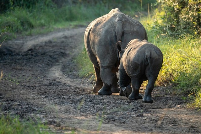 Safari