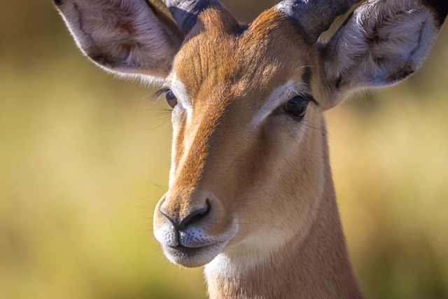 Safari