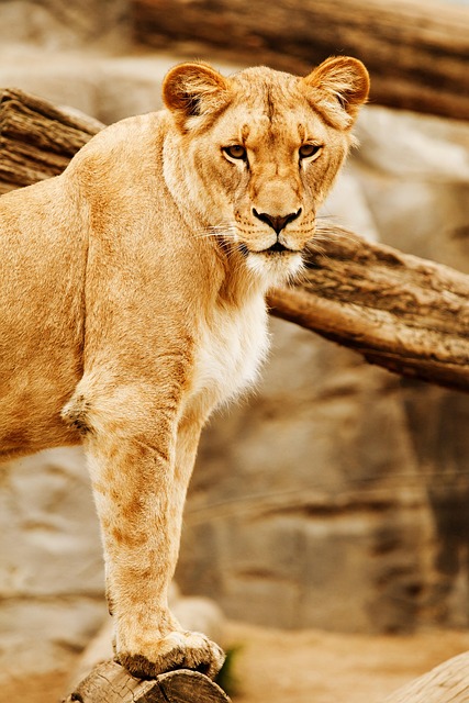 Safari