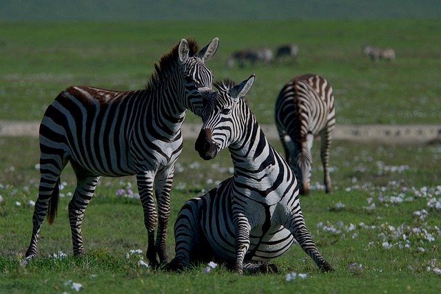 Safari