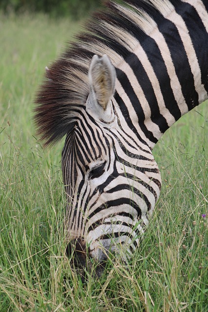 Safari