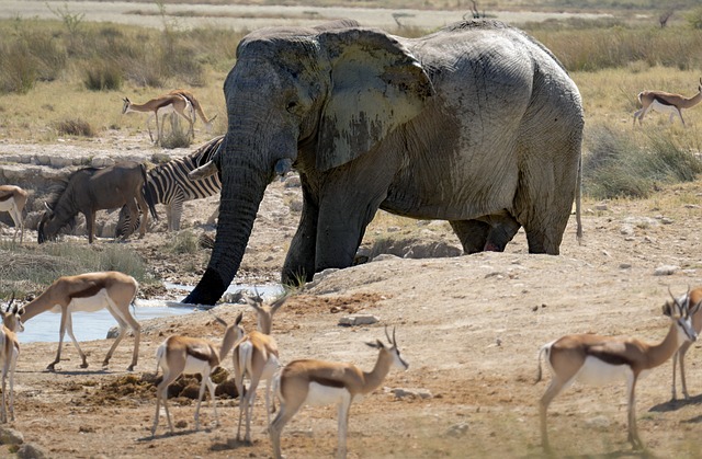 Safari