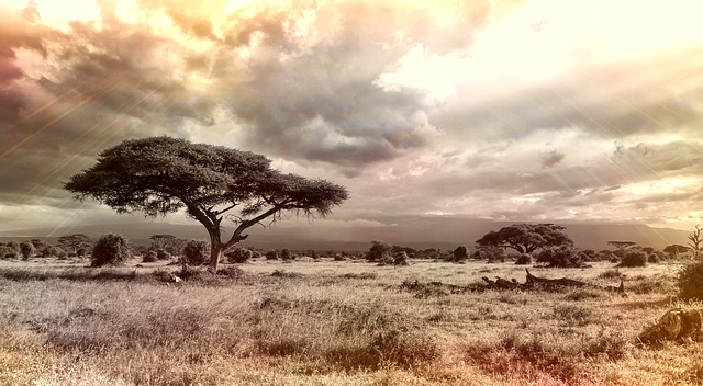 Safari
